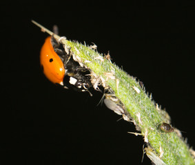 ladybird on nature. close