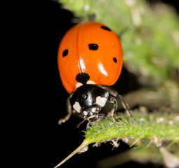 Fototapeta premium ladybird on nature. close