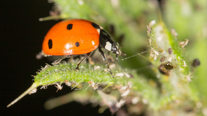 ladybird on nature. close