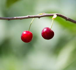 Cherry on the tree in nature