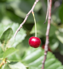 Cherry on the tree in nature