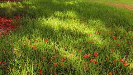 Sunlight spots on a green meadow with a red petals