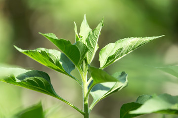 green leaves of a sunflower on nature