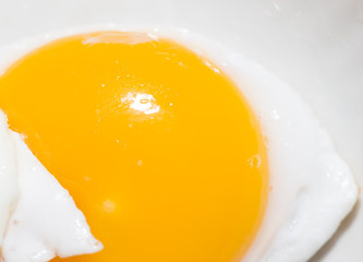 egg yolk. close