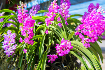 Fototapeta premium orchid