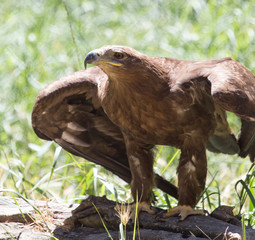 eagle in a park on the nature