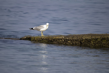seagull standing on a concrete breakwater