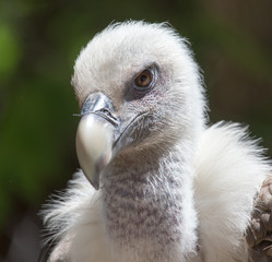 Portrait of a vulture in a zoo