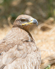 eagle in a park on the nature