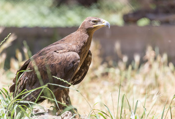 eagle in a park on the nature