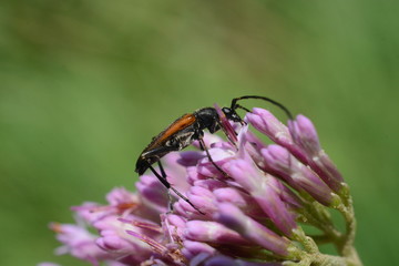 insetto su fiore 8