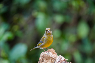 Fototapeta premium Verdone