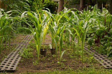 Gemüsegarten