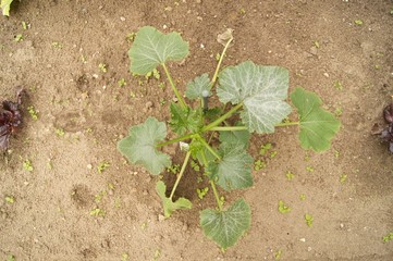Gemüsegarten