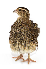 quail on a white background