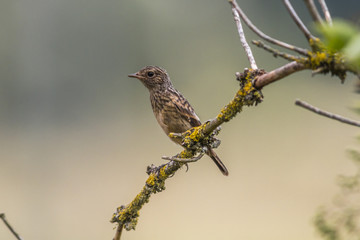 Schwarzkehlchen (Saxicola rubicola)