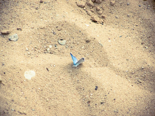 Blue butterfly