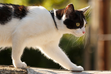 Katzenprotrait auf der Mauer