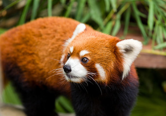 Curious red panda