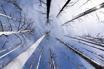 Vista Ridge Trail, Mt Hood Wilderness, Oregon