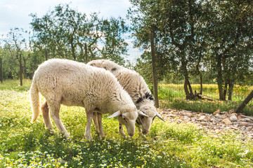 Sheep grazing on the meadow in front of the house, white and pat