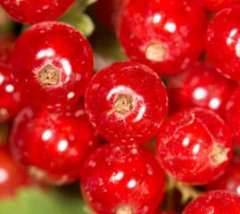 close-up of a red currant in the fruit garden