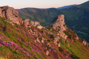 Mountain landscape with rocks and flowers