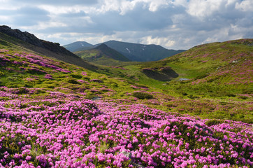 Fototapeta na wymiar Mountain flowers in the meadow