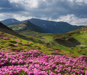 Fototapeta na wymiar Summer landscape in mountains with flowers