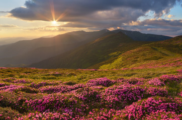 Mountain flowers on slope