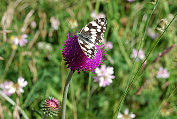 Schmetterling auf einer violetten Distel