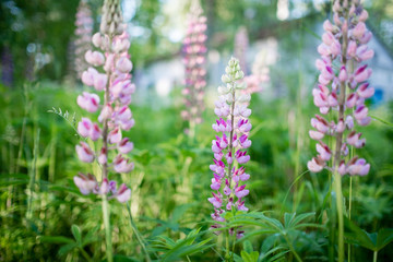 Several lupine flowers growing on a summer meadow