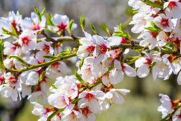 Closeup of a blossoming almond tree in full bloom