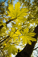 Листья клена