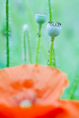 Wild poppy flower