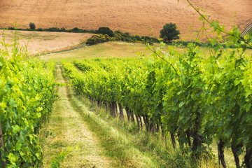 Fototapeta na wymiar Green vineyards in spring