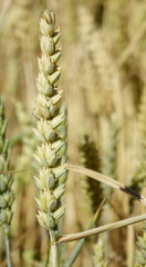 Triticum aestivum