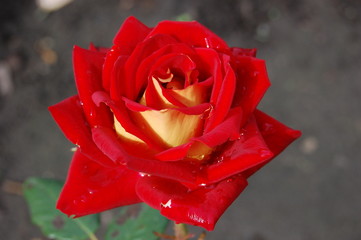 Red and yellow rose with water droplets.