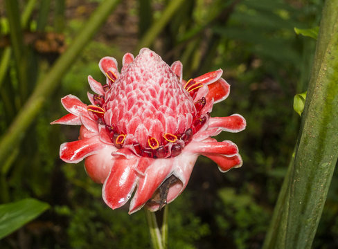 Torch Ginger