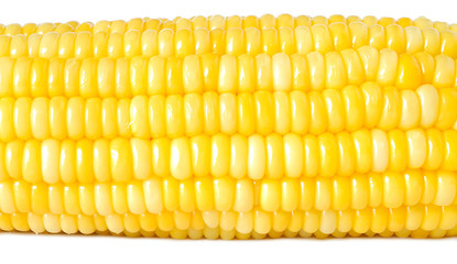 corn isolated on white background