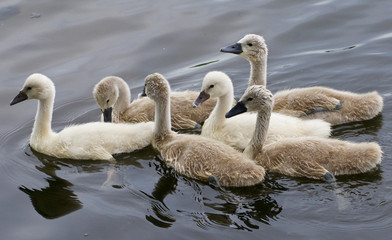 Six chicks of the mute swans are swimming together