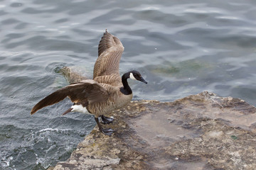 Beautiful cackling goose is jumping on the rock from the water
