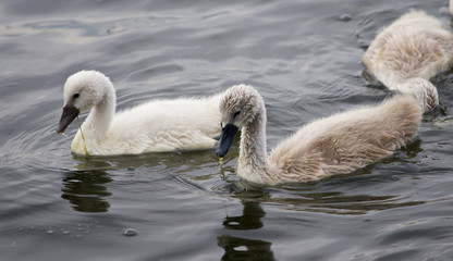 A pair of the young mute swans is swimming