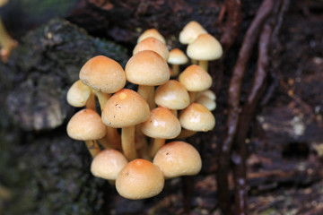 Toadstools