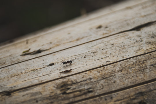 Ant on a log 3086.