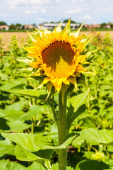 sunflower 5
