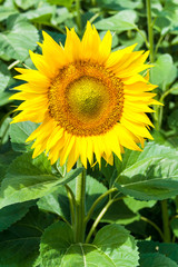 sunflower 3