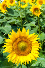 Obraz premium sunflower 1