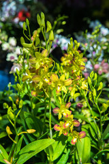 Obraz premium Orchid