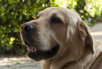 Portrait of labrador 
